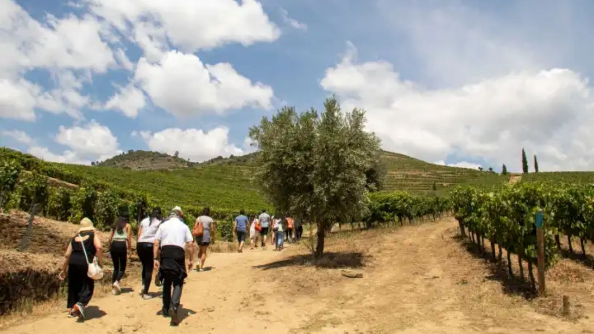 Douro Valley Wine Tour