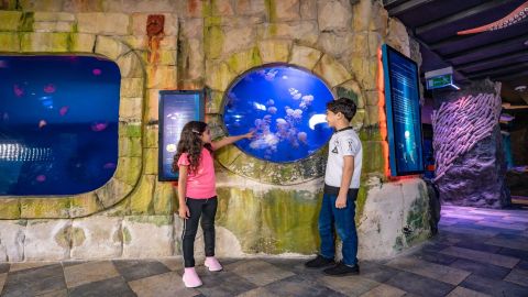 Dubai Aquarium & Underwater Zoo - Aqua Nursery - General Admission