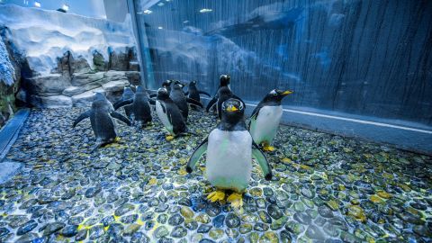 Dubai Aquarium & Underwater Zoo - Regular Pass