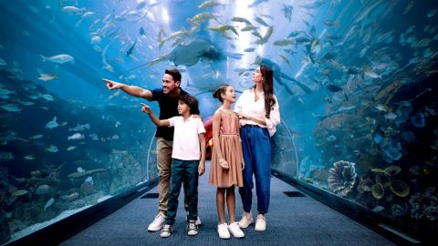 Dubai Aquarium and Underwater Zoo - Ultimate Experience