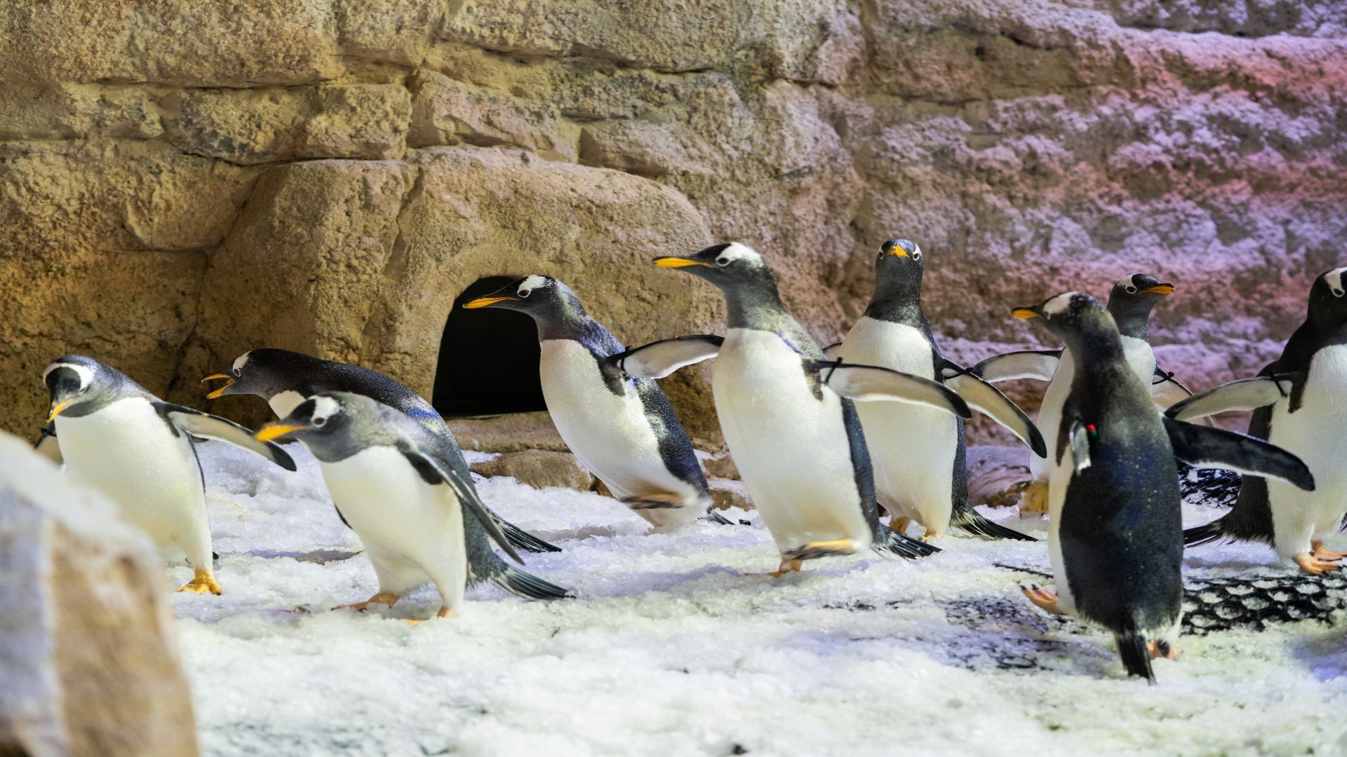 Penguin Cove & Nursery Experience
