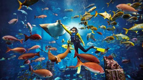 Discover Scuba Dive at Atlantis
