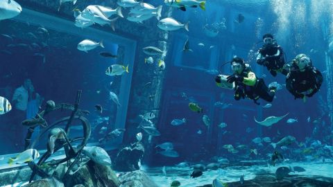 Explorer Certified Scuba Dive at Atlantis