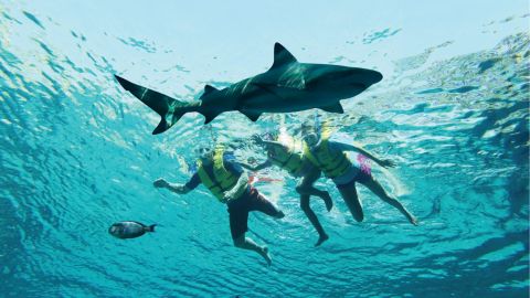 Atlantis Ultimate Snorkel Experience - The Lost Chambers Aquarium