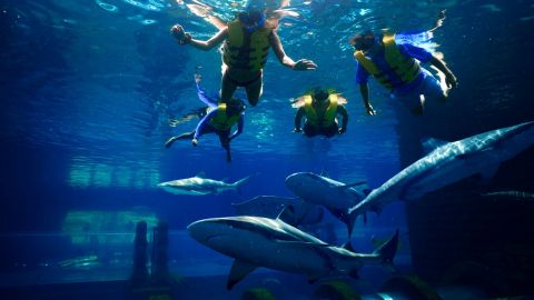 Aquaventure Shark Snorkel