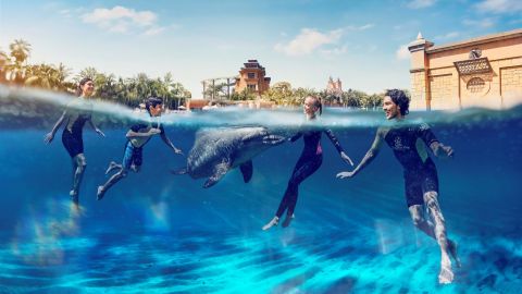 Dolphin Swim Experience at Atlantis