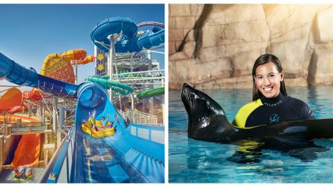 Atlantis Sea Lion Experiences and Aquaventure Waterpark