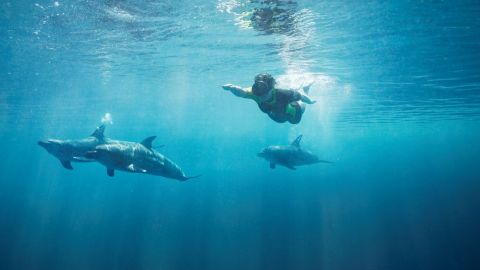 Dolphin Swim Experience at Atlantis