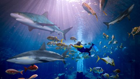 Atlantis Aquaventure Shark Snorkel
