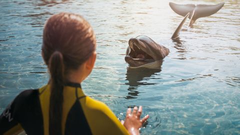 Atlantis Dolphin Encounter for In House guest - Non OTA