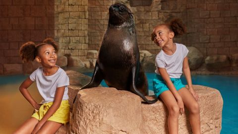 Sea Lion Meet & Greet at Atlantis