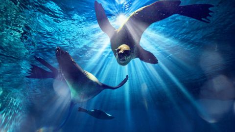 Sea Lion Dip & Play