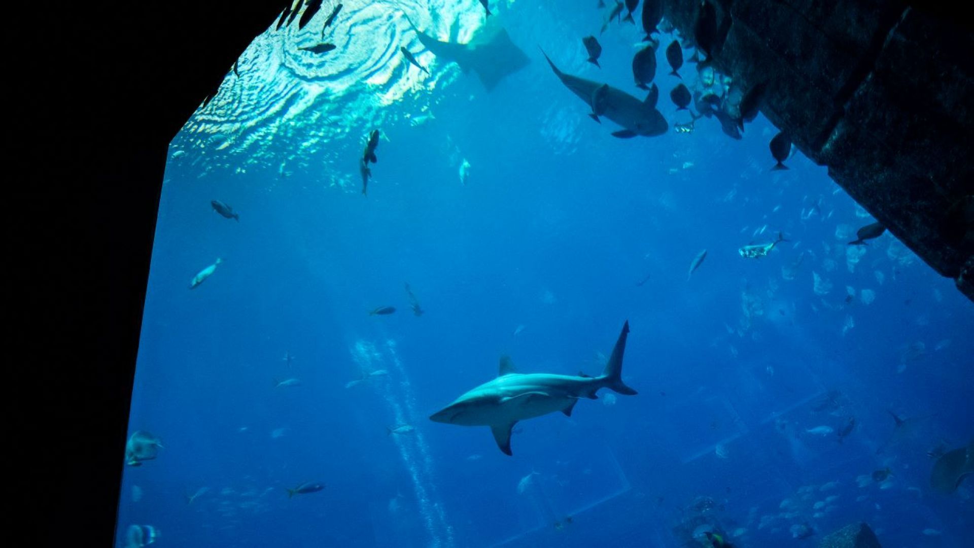 BOGO The Lost World Aquarium - Valid for 2 Guests - API
