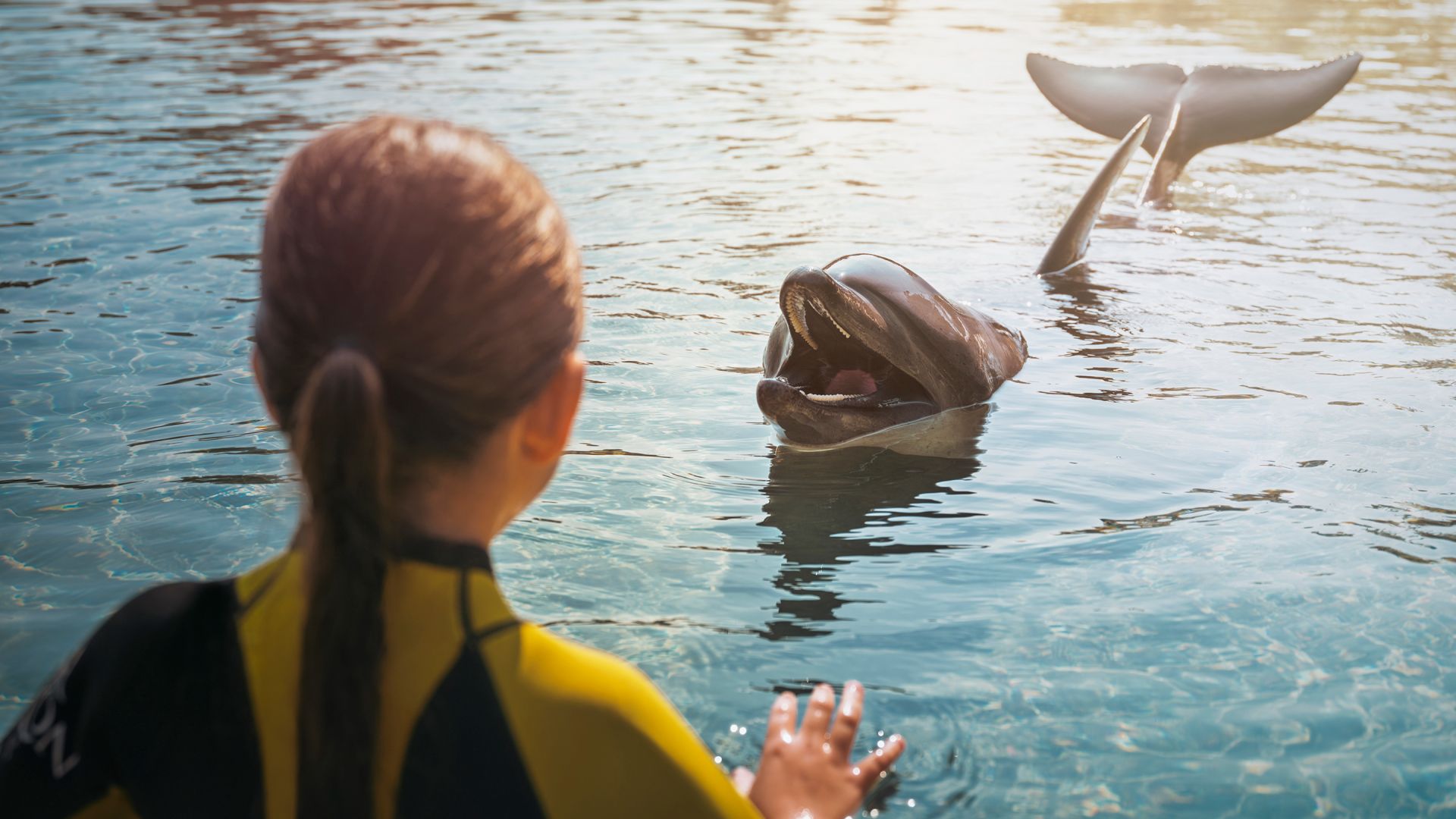 Dolphin Encounter