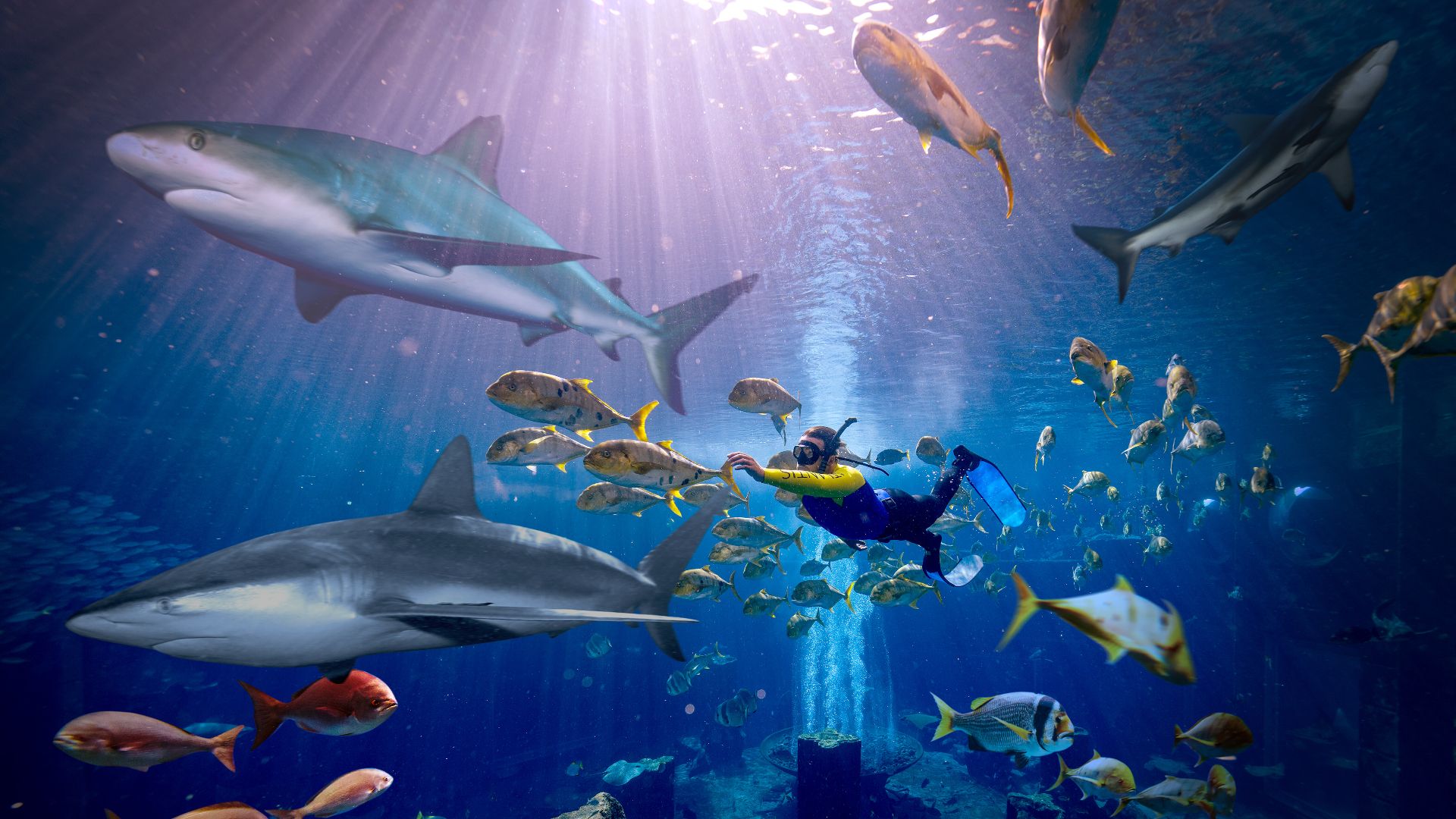 Aquaventure Shark Snorkel