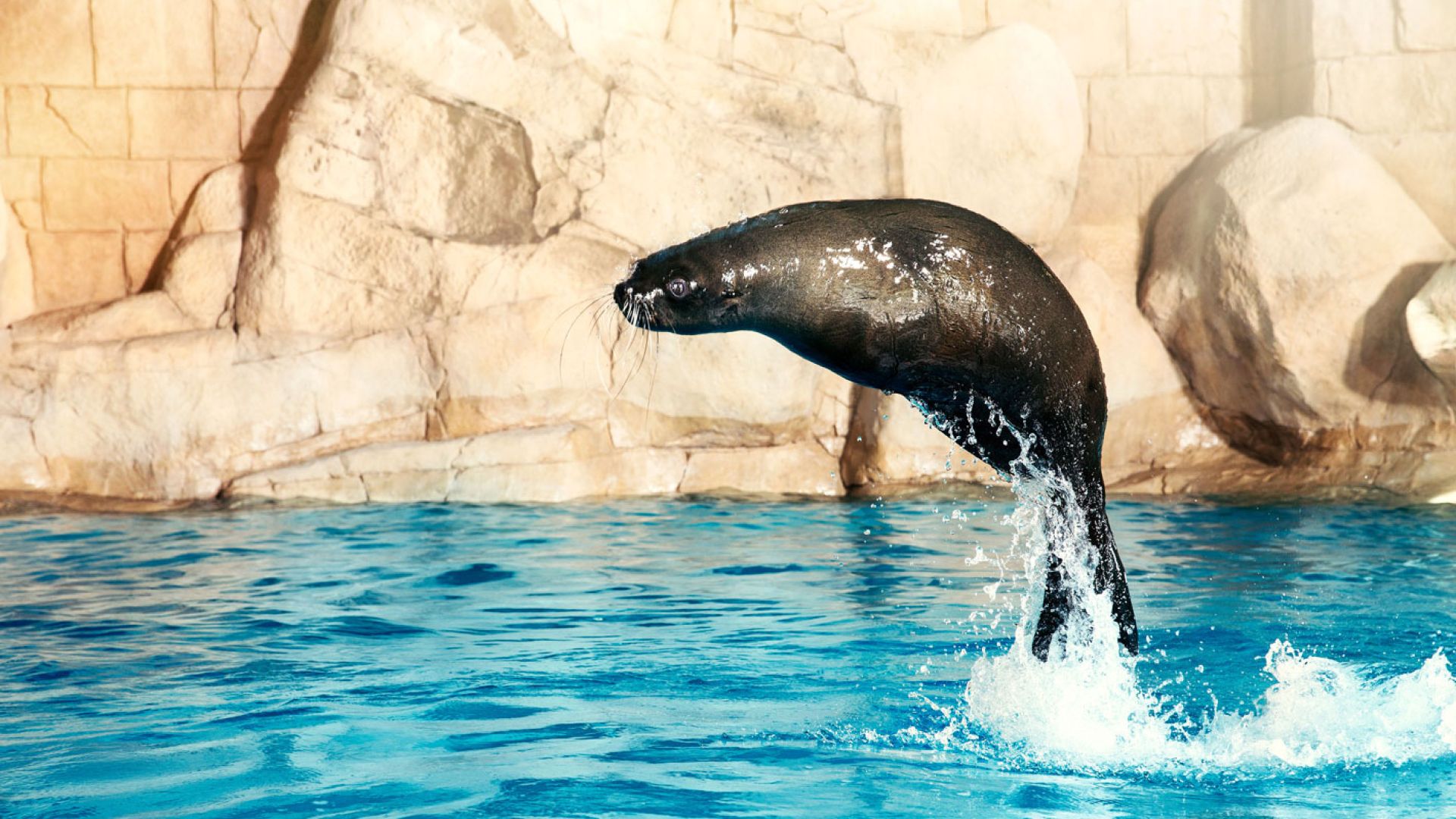 Sea Lion Meet & Greet at Atlantis