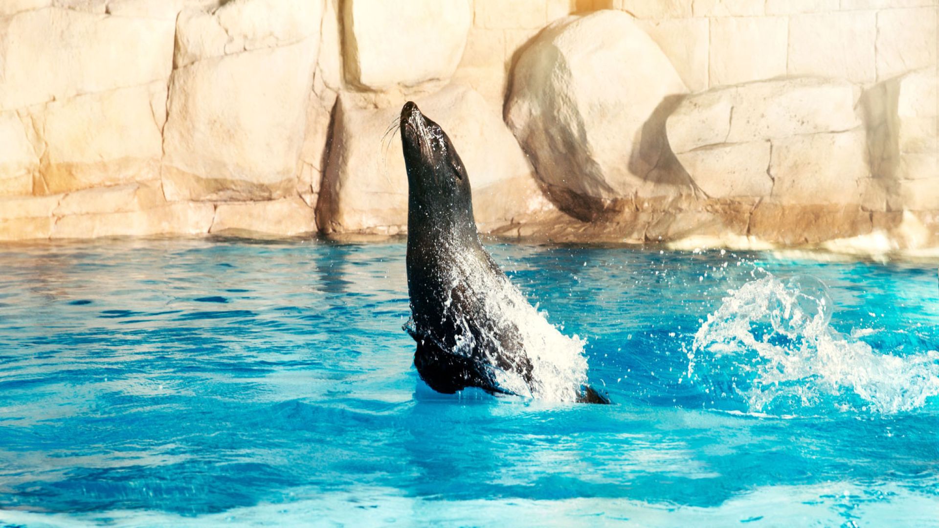 Sea Lion Meet & Greet at Atlantis