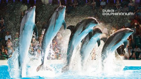 Dubai Dolphinarium - Dolphin and Seal Show Standard