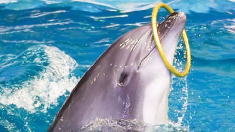 Dubai Dolphinarium - Dolphin and Seal Show - VIP Seats