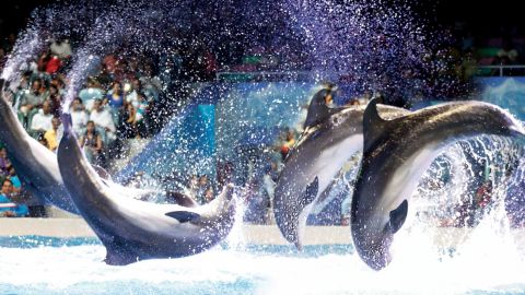 Dubai Dolphinarium - Dolphin and Seal Show - Standard Seat