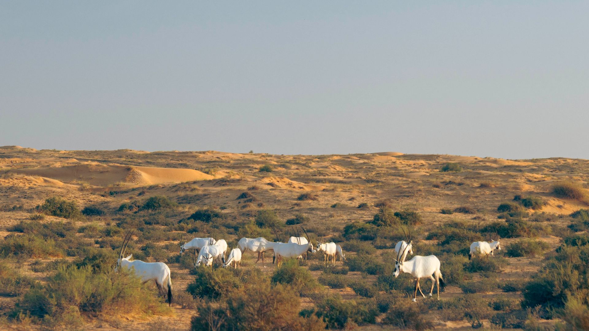 Platinum Desert Safari - Sharing Basis