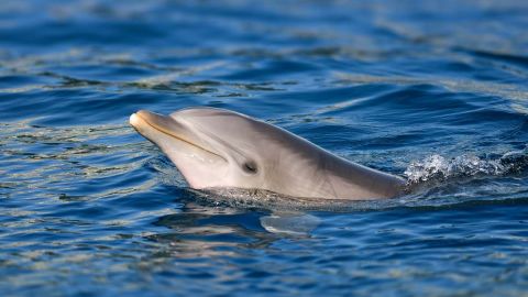 Hilton Head Island : Dolphin Boat Tour
