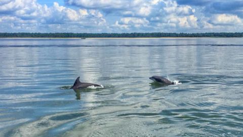 Disappearing Island : Dolphin Boat Tour