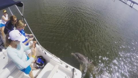 Private Hilton Head Island : Dolphin Boat Tour