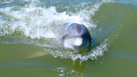 Hilton Head Island : Dolphin Boat Tour