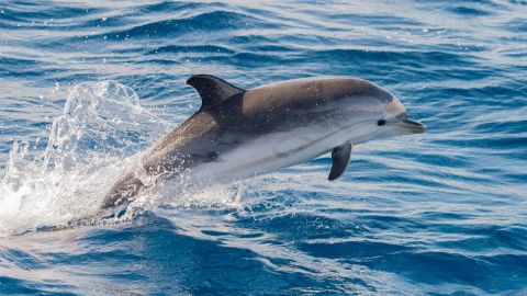 Ocean Dolphin Cruise