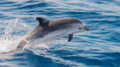 Ocean Dolphin Cruise