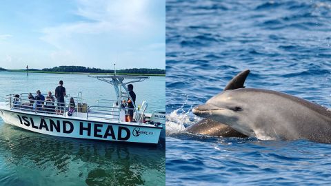 Dolphin Boat Tour