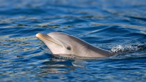 Dolphin Boat Tour