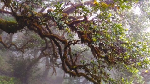 Madeira: Fanal / Assobiadores tour