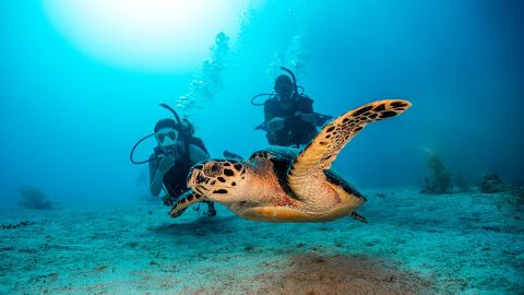 From Dubai: Try Scuba Diving and Snorkeling with turtles with BBQ lunch & Transfer