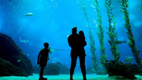 Oceanarium & Modern Lisbon Bus Tour