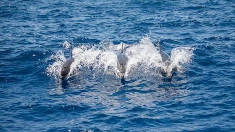 Whale and Dolphin Watching Yacht Trip in Puerto Colón