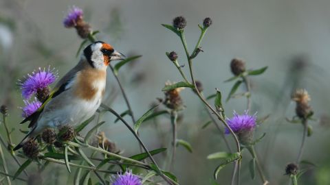 Dawn Chorus Walk