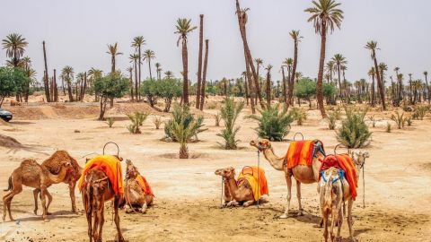 Camel Ride in Marrakech Palm Grove AM