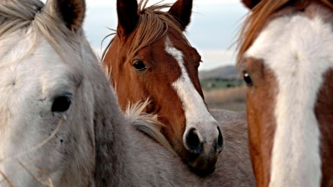 Horseback Trail Ride 