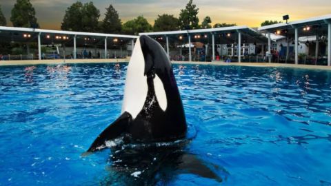 SeaWorld Orlando Dine with Orcas