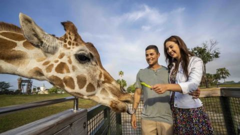 Busch Gardens Tampa Elite V.I.P. Tour