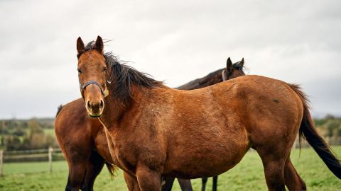 Gift the Experience: Crossogue Equestrian