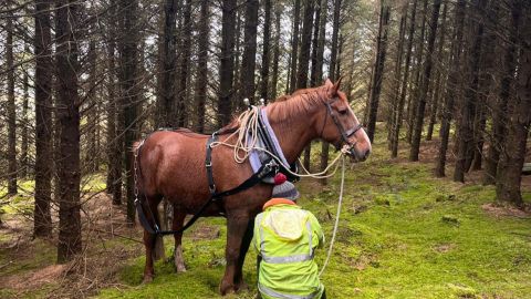 The Art of Horse Logging & Ancient Dolmens