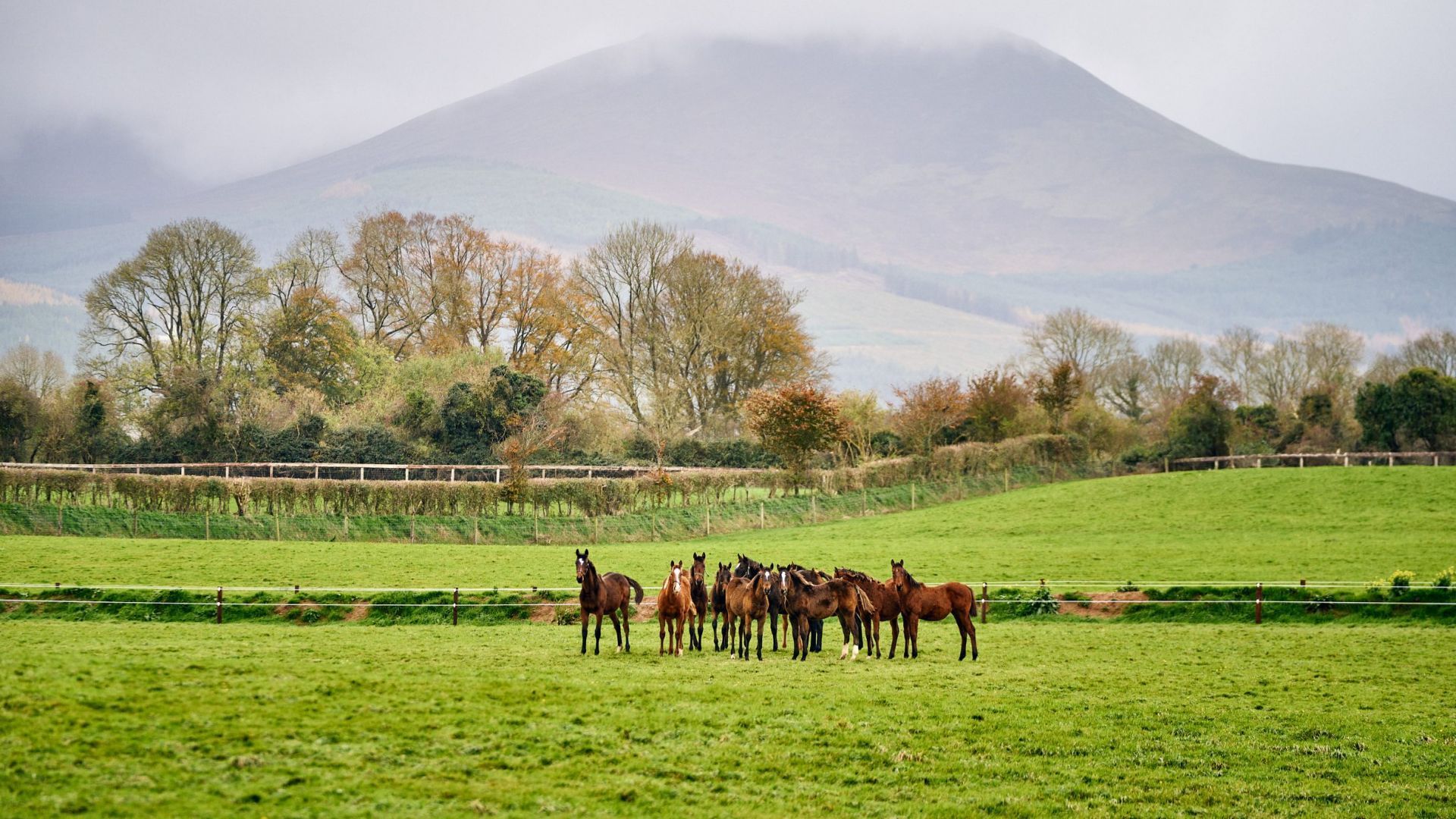 Gift the Experience: Crossogue Equestrian