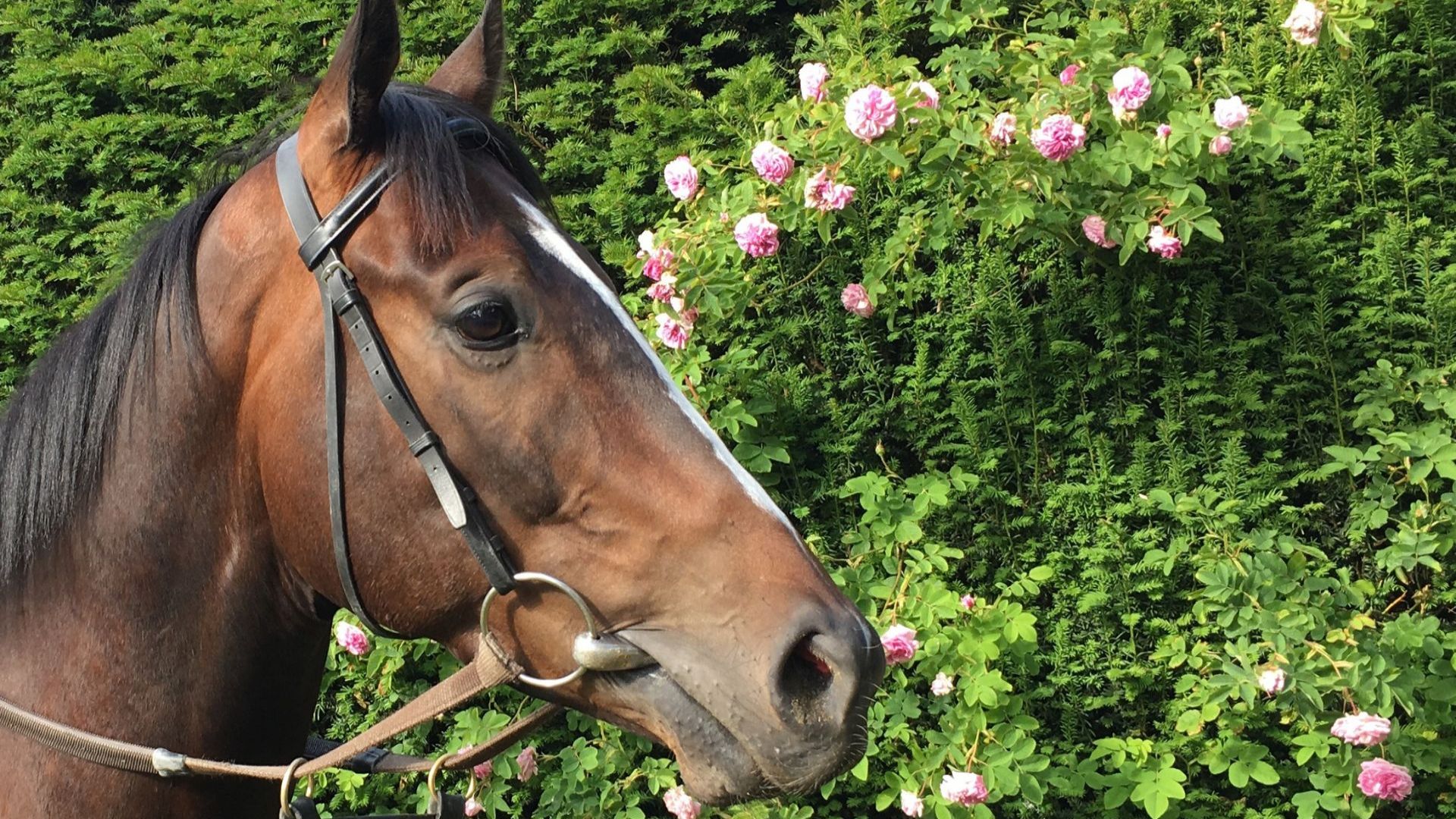 Starting Point: The Making of a Racehorse