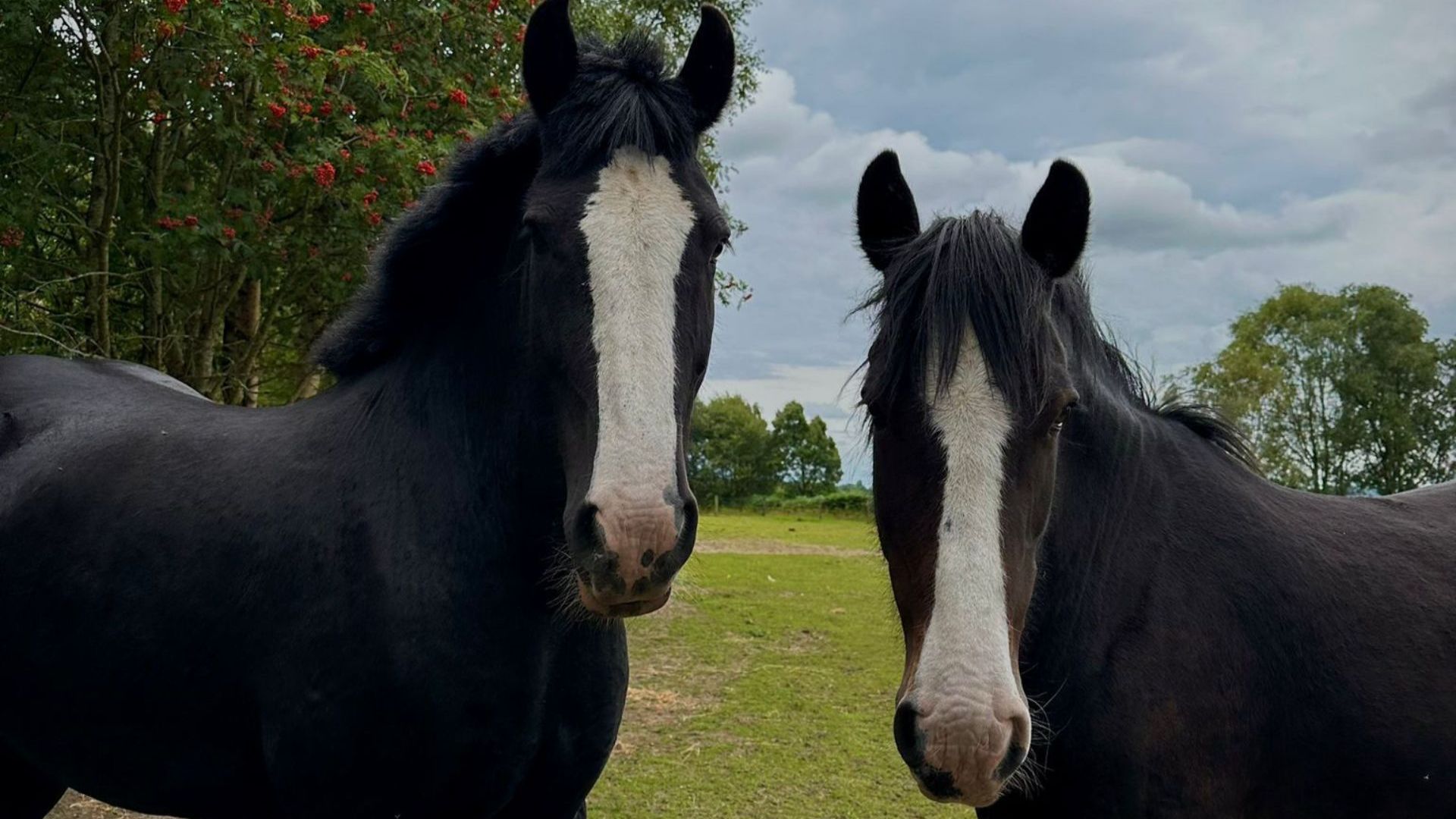 The Working Horse Heroes