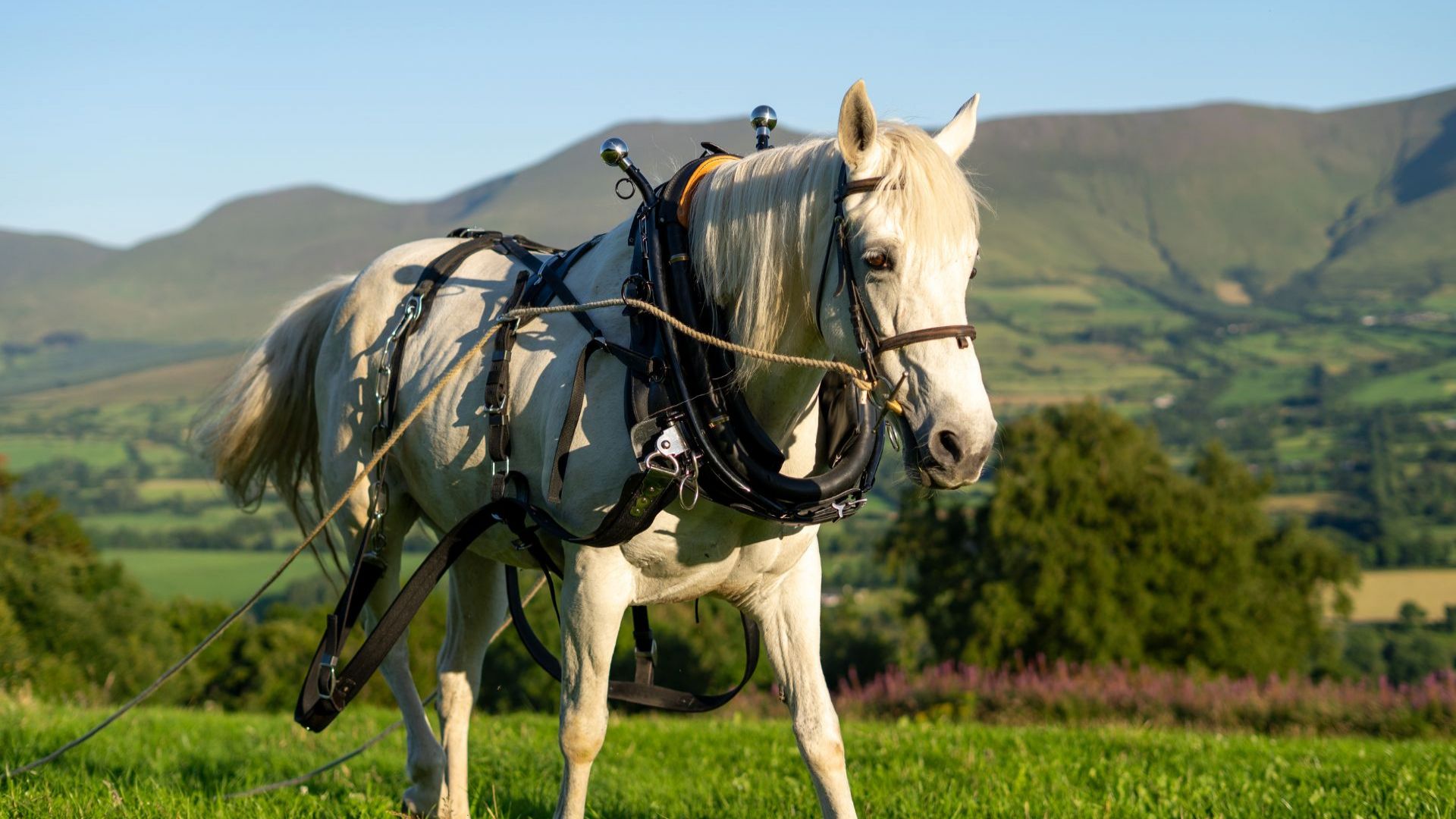 The Art of Horse Logging Experience