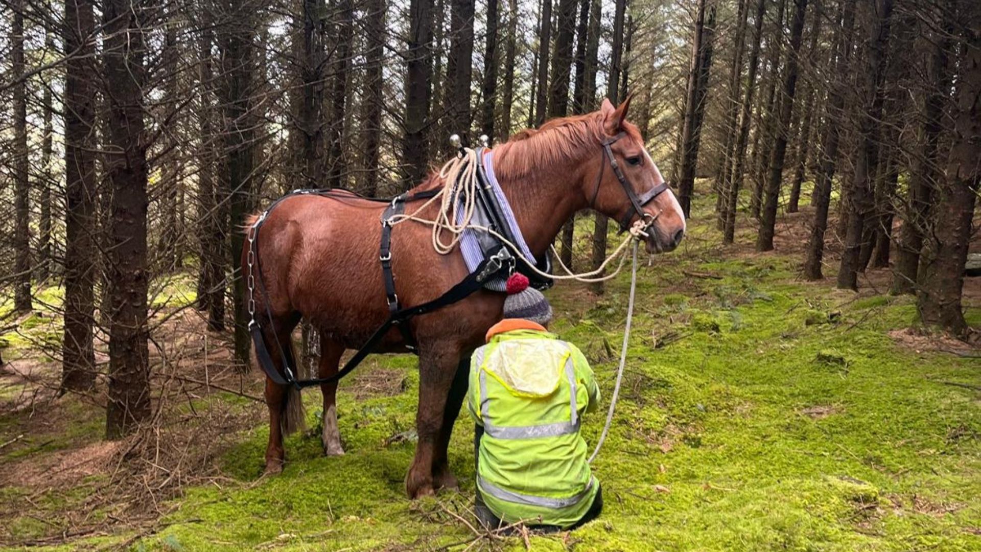 The Art of Horse Logging Experience