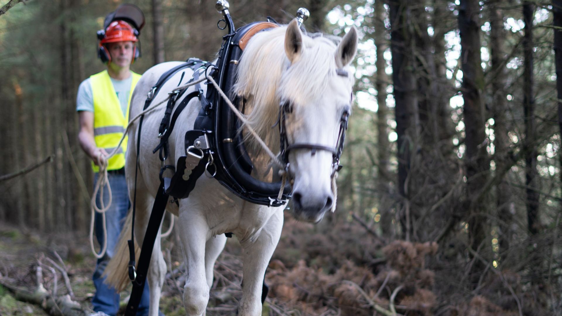 The Art of Horse Logging Experience